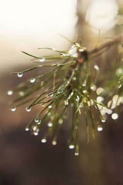 Çiğ taneli yeşil ladin dalı. Yağmurdan sonra yağmur damlalarıyla yeşil ağaç