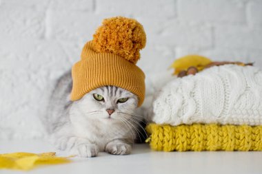 Turuncu örgü şapkalı şirin gri kedi sonbahar çiçekleri ve yaprakların yanında oturuyor.