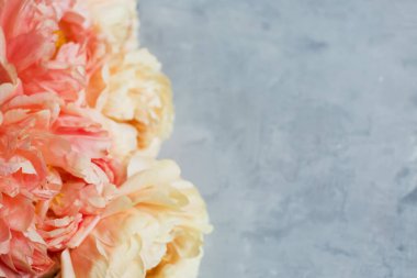 Fotokopi alanı olan gri beton arkaplanda mercan şakayıkları