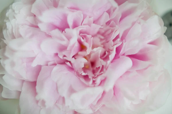 Beautiful Pink Peony Close Pink Background — Foto Stock