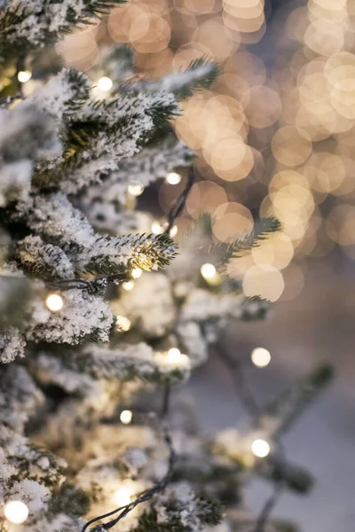 Christmas Trees Lights Snow Winter Forest Fir Trees Snowy Christmas — Zdjęcie stockowe