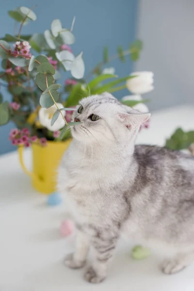 Roztomilá Šedá Kočka Barevné Velikonoční Vajíčka Kovovém Koši Krásné Květiny — Stock fotografie