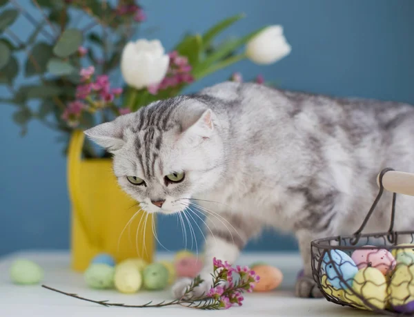 可爱的灰色猫和五彩缤纷的复活节彩蛋在金属篮子里 美丽的花朵在黄色的浇灌可以 — 图库照片