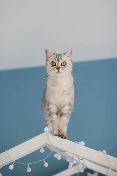 Grey British Cat Walking White Childs House Shaped Bed — Stock fotografie