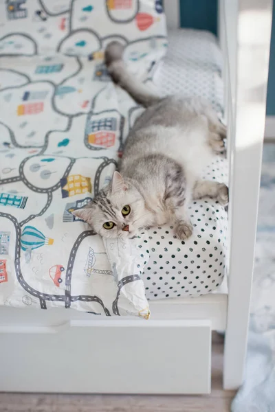Grey British Cat Lying Bed Bed Sheets — 스톡 사진