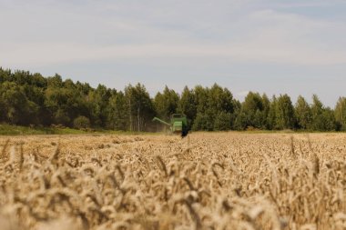 Green combine harvester machine reaping gather golden ripe wheat cereal field. Summer harvest grain concept with copy space