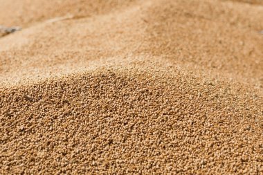 Wheat grain harvest in tractor trailer