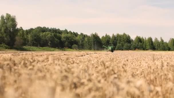 Green Combine Harvester Machine Reaping Gather Golden Ripe Wheat Cereal — Video
