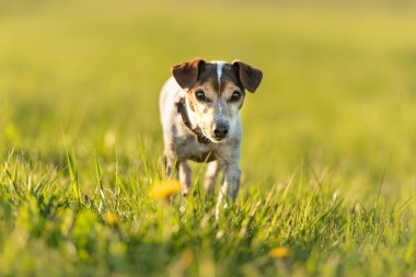 12 yaşındaki sevimli Jack Russell Terrier köpeğinin portresi.. 
