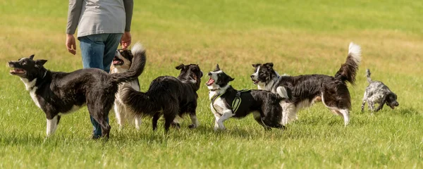 Camina Con Muchos Perros Obedientes Sin Una Correa Naturaleza Collies —  Fotos de Stock