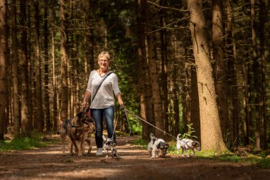 Bir tasma üzerinde birçok köpek ile yürüyün. Güzel ormanda farklı köpek doğurmak ile köpek Walker