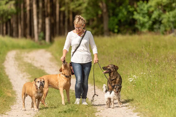 Perro Niñera Pasea Con Muchos Perros Con Una Correa Paseador —  Fotos de Stock