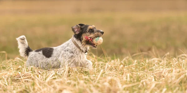 Otoño Lindo Perro Pequeño Jack Russell Terrier Corriendo Rápido Con —  Fotos de Stock