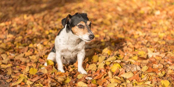 Pies Jesiennym Lesie Jack Russell Terrier — Zdjęcie stockowe