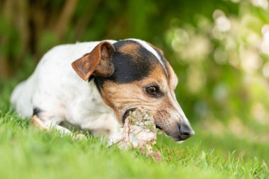 Küçük şirin Jack Russell Terrier köpeği etle kemik yer ve açık havada çiğner.