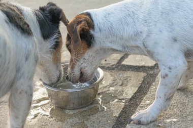 Sıcak bir yaz gününde iki köpek bir kaseden su içiyor. Jack Russell Terrier Köpeği 10 ve 12 yaşında.
