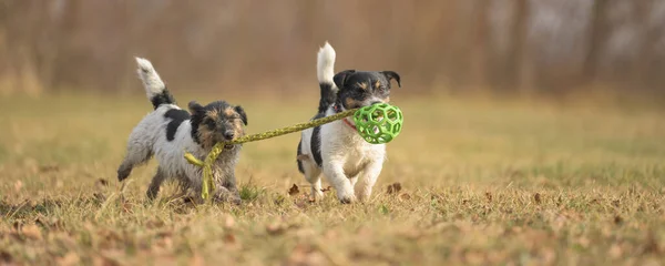 Dois Bonito Pequeno Engraçado Sujo Jack Russell Terrier Cães Estão — Fotografia de Stock