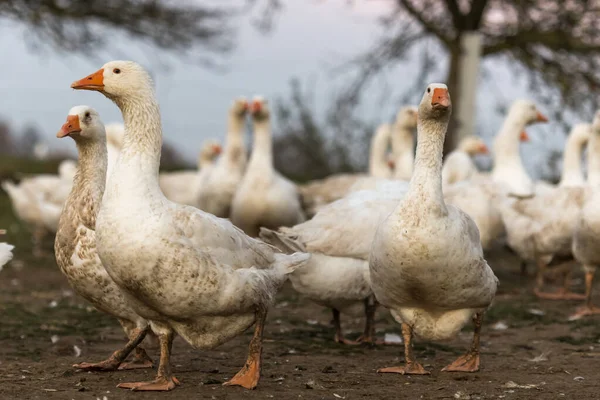 Many White Fattening Geese Meadow — Stock Photo, Image