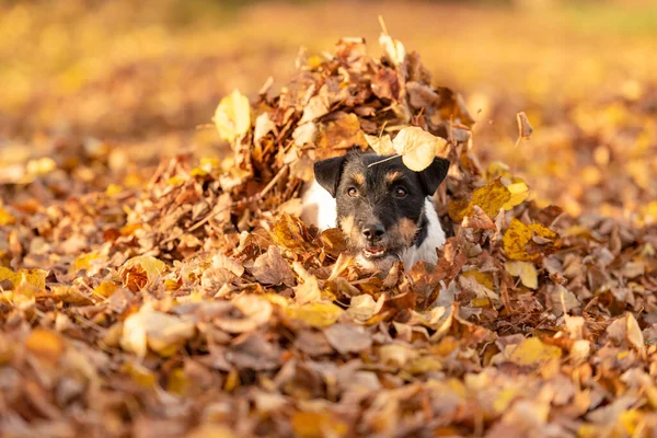 Mały Jack Russell Terrier Pies Dużo Zabawy Jesiennych Liściach Bawi — Zdjęcie stockowe