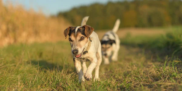 Dos Belleza Lindo Gato Russell Terriers Perros Están Caminando Solos —  Fotos de Stock