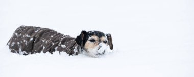 Üzgün yaşlı Jack Russell Terrier köpeği, 12 yaşında, kışın koruyucu giysileri var..
