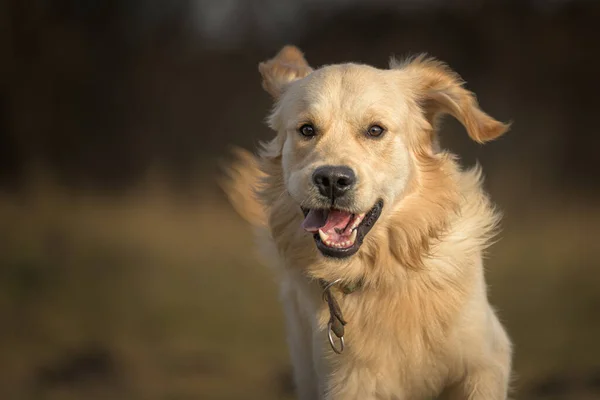 Портрет Красивой Бегущей Золотистой Собаки Ретривера Лугу Осенью — стоковое фото
