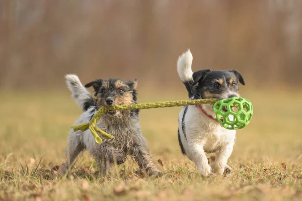 two cute small funny dirty jack russell terrier dogs are playing together on a meadow in autumn with a green ball