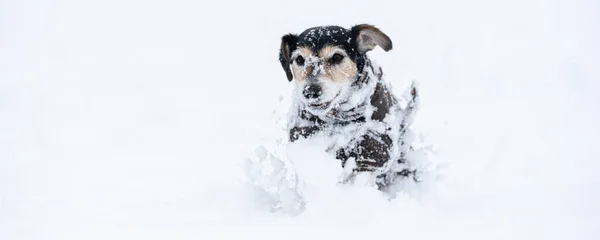 Маленькая Собака Бежит Лугу Снегу Зимой Носит Теплое Пальто Милый — стоковое фото