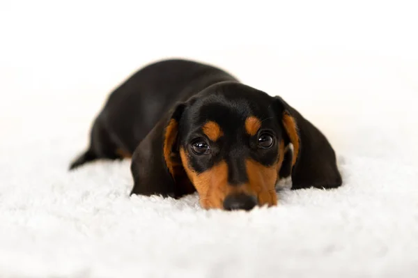 Cute Small Sausage Dog Weeks Old — Stock Photo, Image