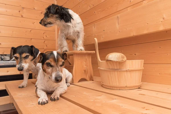 Grupa Uroczych Psów Jack Russell Terrier Drewnianej Saunie Świerkowej — Zdjęcie stockowe