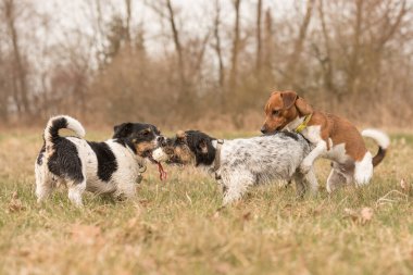 Sonbaharda bir çayırda küçük bir köpek grubu topla oynuyor. Bir paket Jack Russell Terrier.