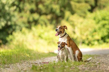 İki sevimli büyüleyici köpek insanlar olmadan birlikte yürüyorlar. Küçük Jack Russell Terrier köpeği ve büyük bir köpek.