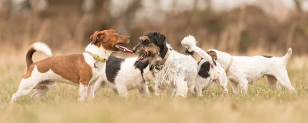 Группа Jack Russell Terrier Стая Собак Стоит Бок Бок Расслабляясь — стоковое фото