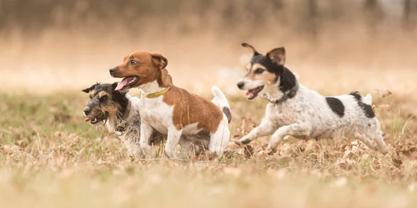 Группа Собак Бегает Играет Мячом Лугу Осенью Пачка Джек Рассел — стоковое фото