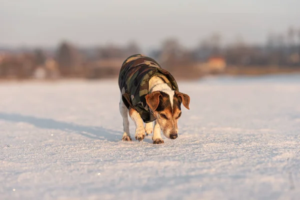 Kleiner Niedlicher Jack Russell Terrier Hund Jahre Alt Mit Schutzkleidung — Stockfoto