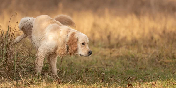Labrador Retriever Köpeği Sonbaharda Çayırda Işemek Için Bacağını Kaldırıyor — Stok fotoğraf