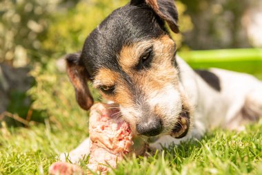 Küçük şirin Jack Russell Terrier köpeği etle kemik yer ve açık havada çiğner.
