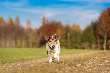 Küçük Jack Russell Terrier sonbahar mevsiminde çayırların yanında neşeyle koşar.