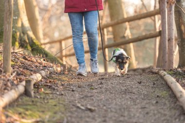Kadın sonbahar ormanında küçük itaatkar bir Jack Russell Terrier köpeğiyle yürüyor.
