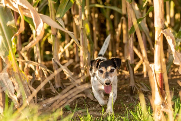Jack Russell Terrier Dog Escapado Está Siguiendo Una Pista Campo —  Fotos de Stock