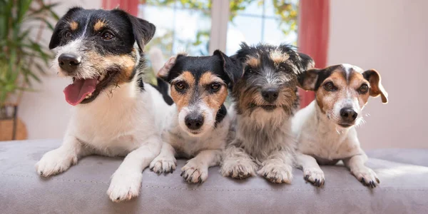 Grup Jack Russell Terrier Köpekleri. Dört küçük köpek yan yana kanepede oturuyor.