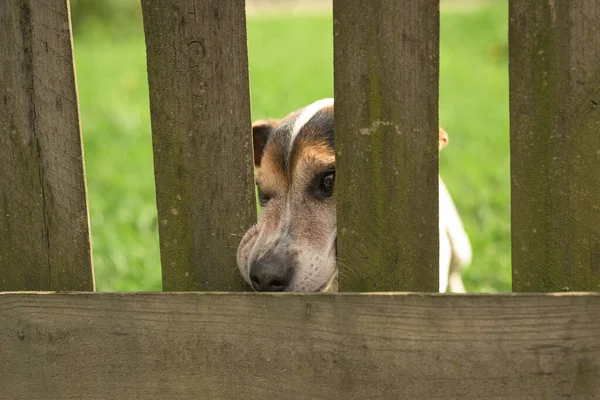 Perro Jack Russell Terrier Años Doggie Aprieta Nariz Través Abertura — Foto de Stock