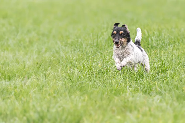 Bonito Pequeno Jack Russell Terrier Cão Correndo Através Prado Verde — Fotografia de Stock