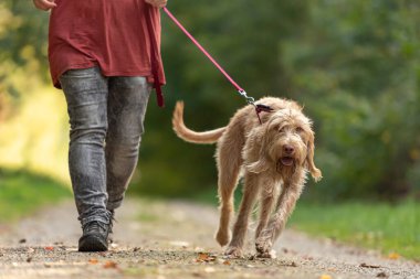 Young  Magyar Vizsla hound. female dog handler is walking with  dog on the road in a forest. Large dog pulls on the leash clipart