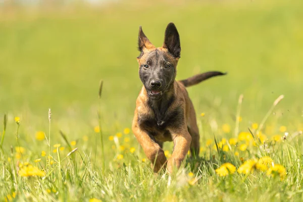 Malinois Κουτάβι Ένα Πράσινο Λιβάδι Πικραλίδες Την Άνοιξη Της Σεζόν — Φωτογραφία Αρχείου