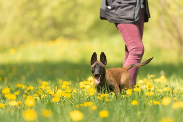 Malinois Puppy Dog Green Meadow Dandelions Season Spring His Female — стокове фото