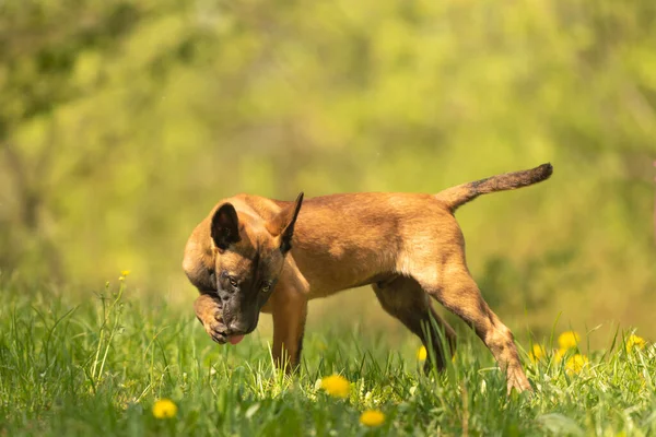Cão Cachorro Malinois Prado Verde Com Dentes Leão Primavera Estação — Fotografia de Stock