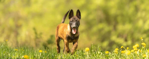 Baharda Karahindiba Ile Yeşil Bir Çayırda Yavru Köpek Yavru Haftalık — Stok fotoğraf