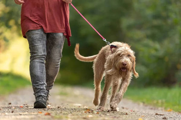 Joven Sabueso Magyar Vizsla Mujer Manejadora Perros Está Caminando Con —  Fotos de Stock