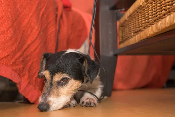 Söt Liten Jack Russell Terrier Hund Ligger Golvet Hemma Hunden — Stockfoto